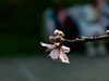 橘子洲拍桃花6