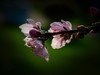 橘子洲拍桃花6