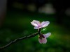 橘子洲拍桃花6