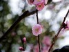 梅园赏梅