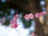 梅园赏梅