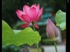 雨荷