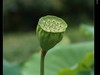 雨荷
