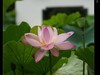 雨荷