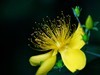 花2