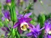 花2