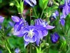 花2