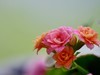 花2