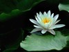 睡莲