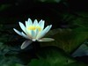 睡莲