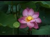 雨荷