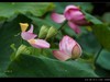 雨荷