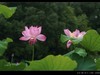 雨荷