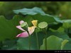 雨荷