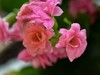 花2