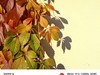 （小米莱卡镜头深秋温柔起来，天 穹 且 与 银 杏 私 语 凭 肩 只 用 了 一 种 颜色，