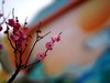 惠山古镇新拍