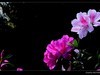 又见杜鹃开 (8)