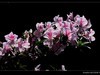 又见杜鹃开 (8)