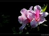 又见杜鹃开 (11)
