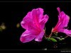 又见杜鹃开 (11)