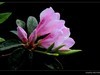 又见杜鹃开 (11)