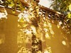 （小米莱卡镜头深秋温柔起来，天 穹 且 与 银 杏 私 语 凭 肩 只 用 了 一 种 颜色，