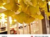 （小米莱卡镜头深秋温柔起来，天 穹 且 与 银 杏 私 语 凭 肩 只 用 了 一 种 颜色，
