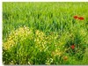 田间花草