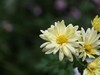 小菊花