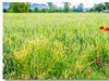 田间花草