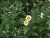 小菊花