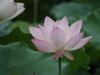 亚艺荷花坞
