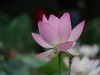 亚艺荷花坞
