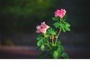 花草