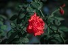 花草