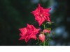 花草