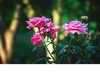 花草