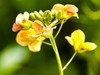 彩色油茶花[隆平水作公园]