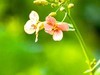 彩色油茶花[隆平水作公园]