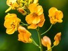 彩色油茶花[隆平水作公园]