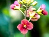 彩色油茶花[隆平水作公园]