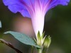 牵牛花