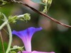 牵牛花