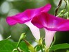 牵牛花