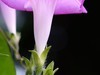 牵牛花