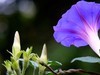 牵牛花