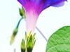 牵牛花