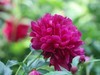 芍药花开1
