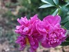 芍药花开1